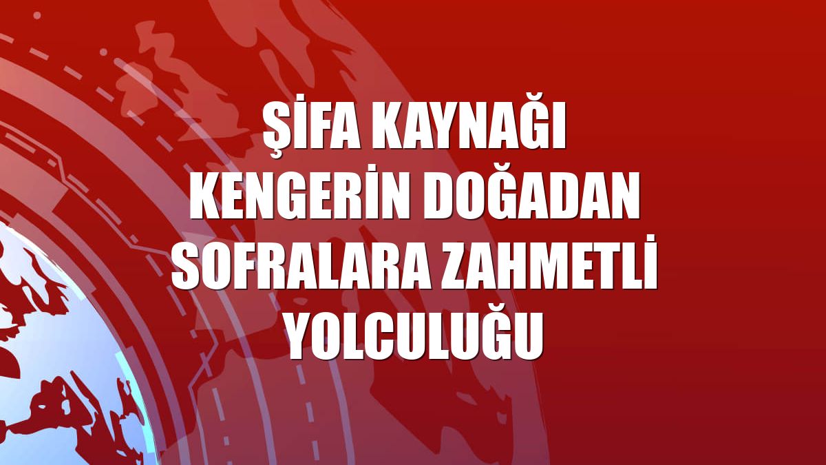 Şifa kaynağı kengerin doğadan sofralara zahmetli yolculuğu