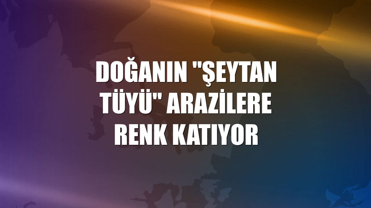 Doğanın "şeytan tüyü" arazilere renk katıyor