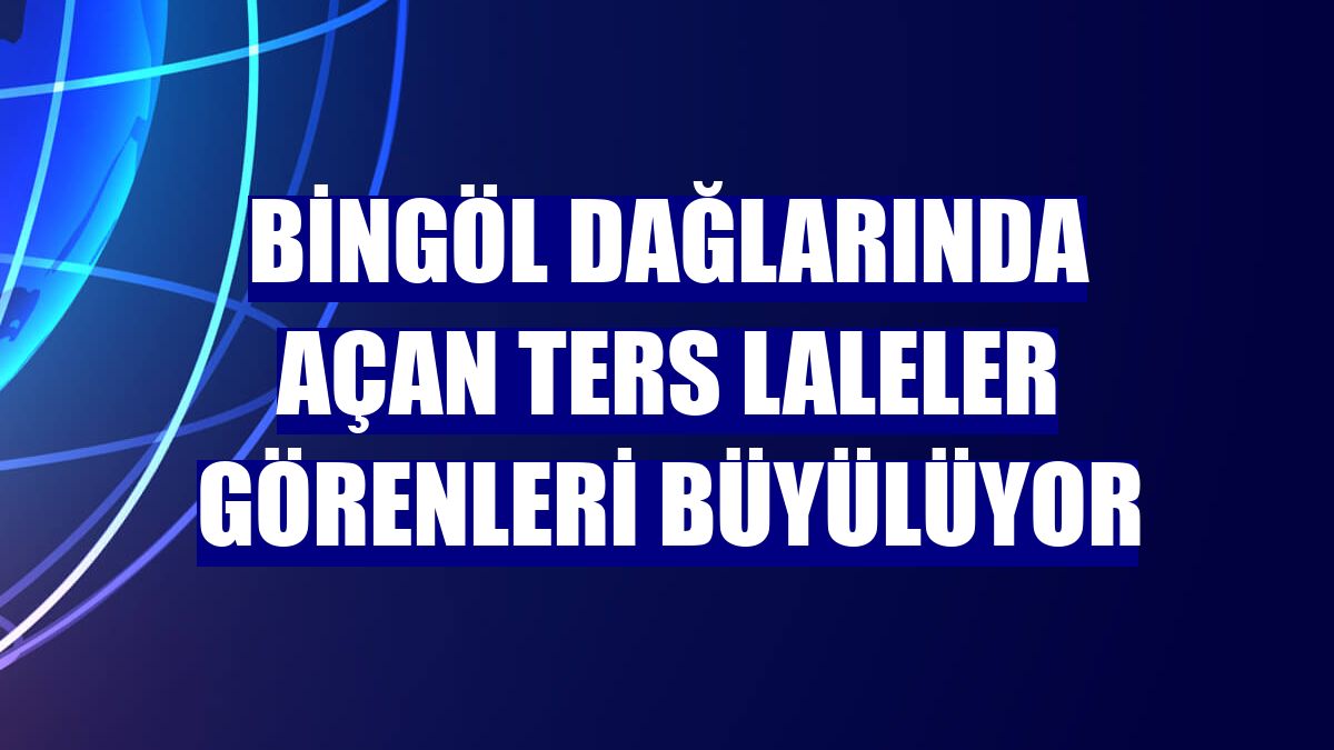 Bingöl dağlarında açan ters laleler görenleri büyülüyor