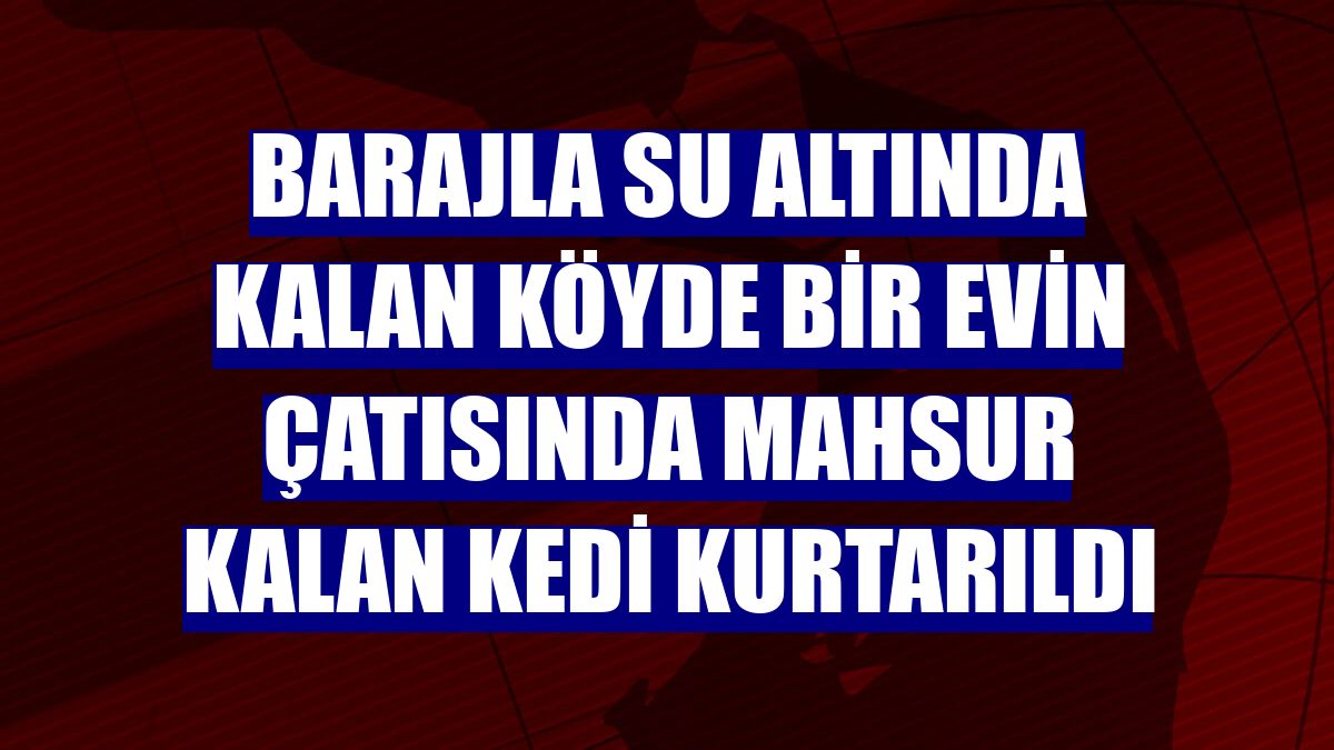 Barajla su altında kalan köyde bir evin çatısında mahsur kalan kedi kurtarıldı