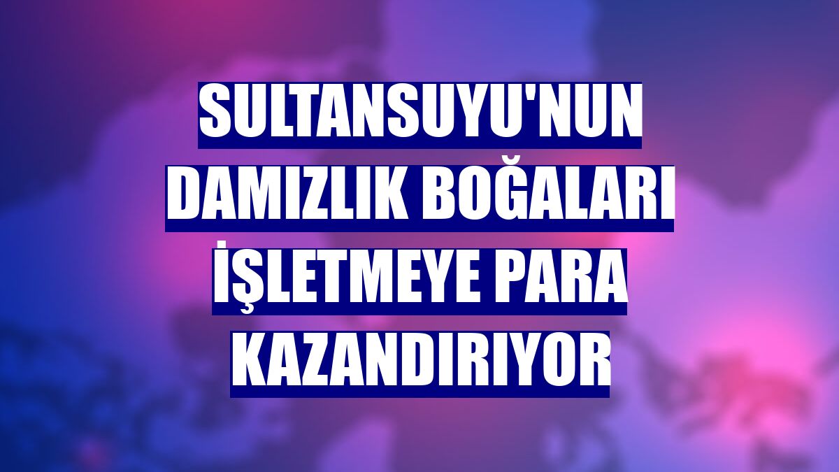 Sultansuyu'nun damızlık boğaları işletmeye para kazandırıyor
