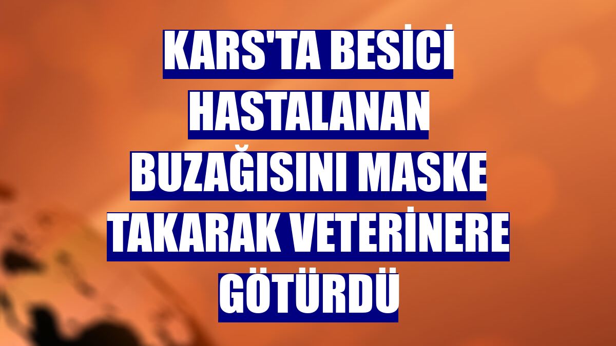 Kars'ta besici hastalanan buzağısını maske takarak veterinere götürdü
