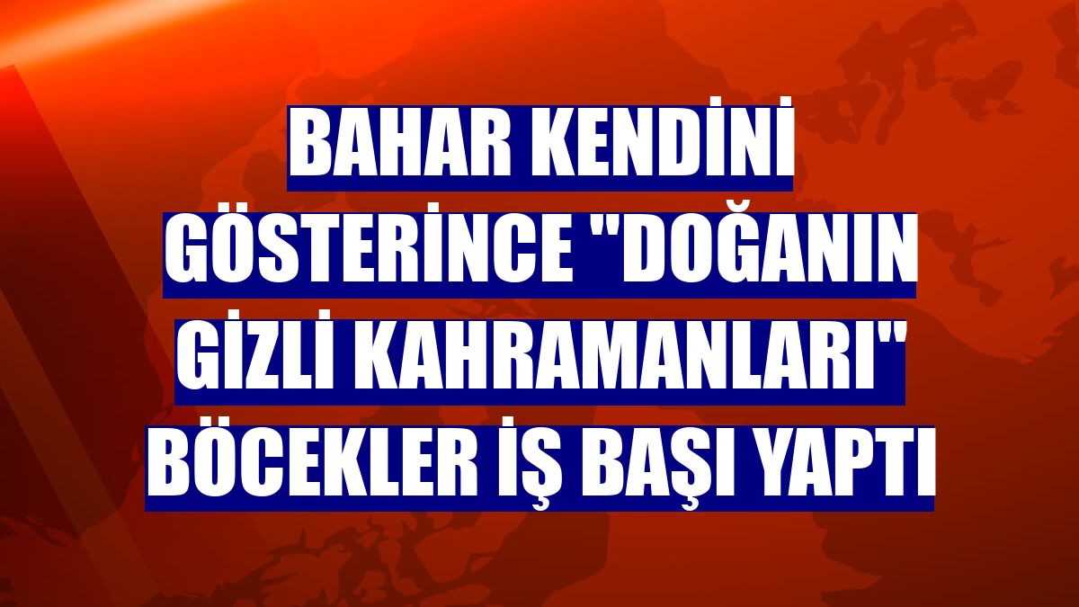 Bahar kendini gösterince "Doğanın gizli kahramanları" böcekler iş başı yaptı