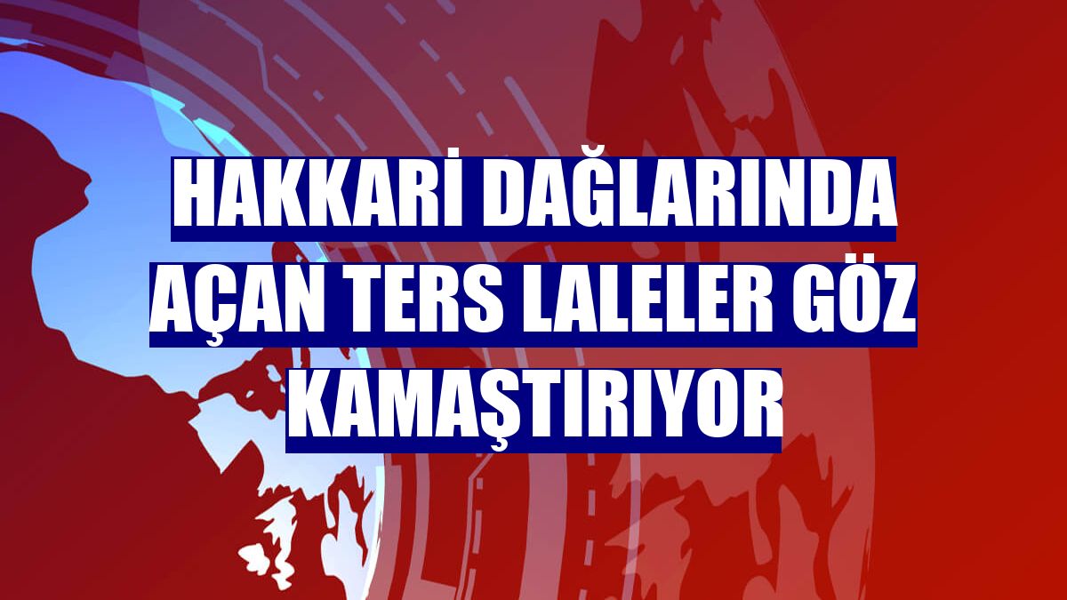 Hakkari dağlarında açan ters laleler göz kamaştırıyor