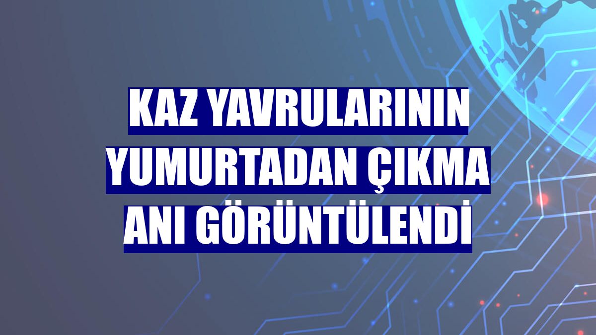 Kaz yavrularının yumurtadan çıkma anı görüntülendi