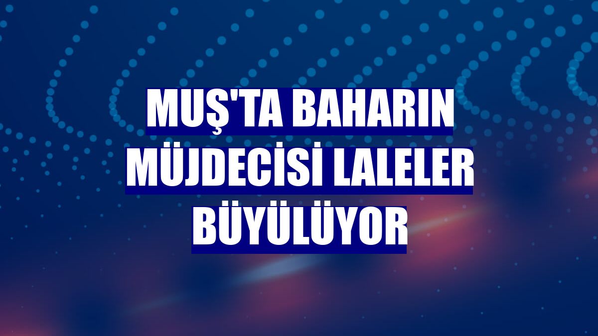 Muş'ta baharın müjdecisi laleler büyülüyor