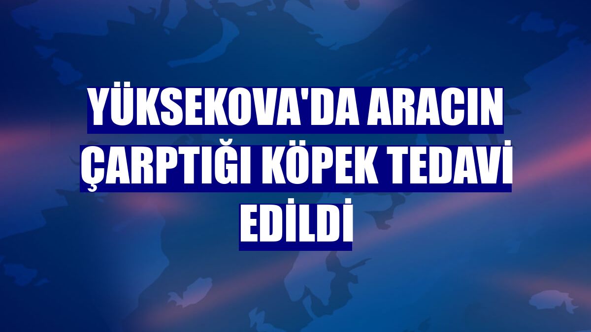 Yüksekova'da aracın çarptığı köpek tedavi edildi
