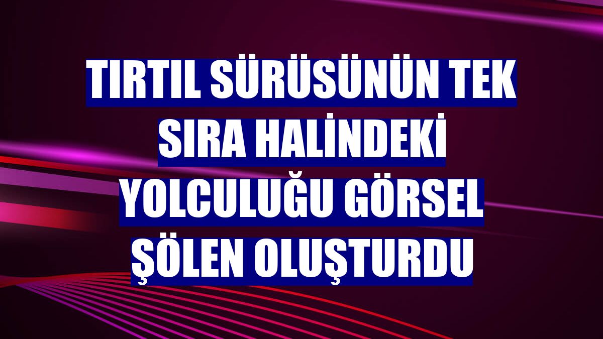 Tırtıl sürüsünün tek sıra halindeki yolculuğu görsel şölen oluşturdu
