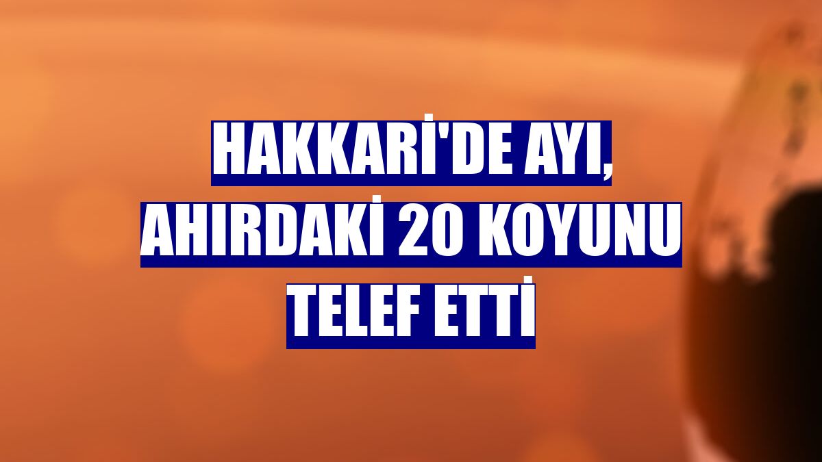Hakkari'de ayı, ahırdaki 20 koyunu telef etti