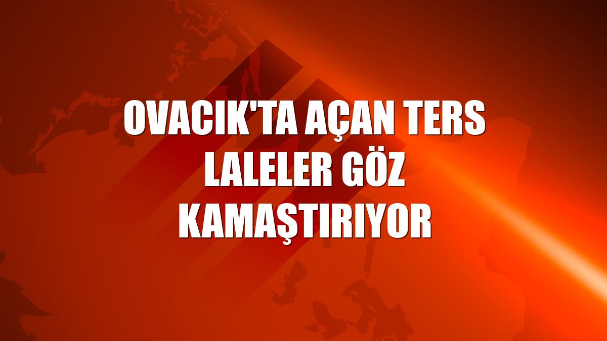 Ovacık'ta açan ters laleler göz kamaştırıyor