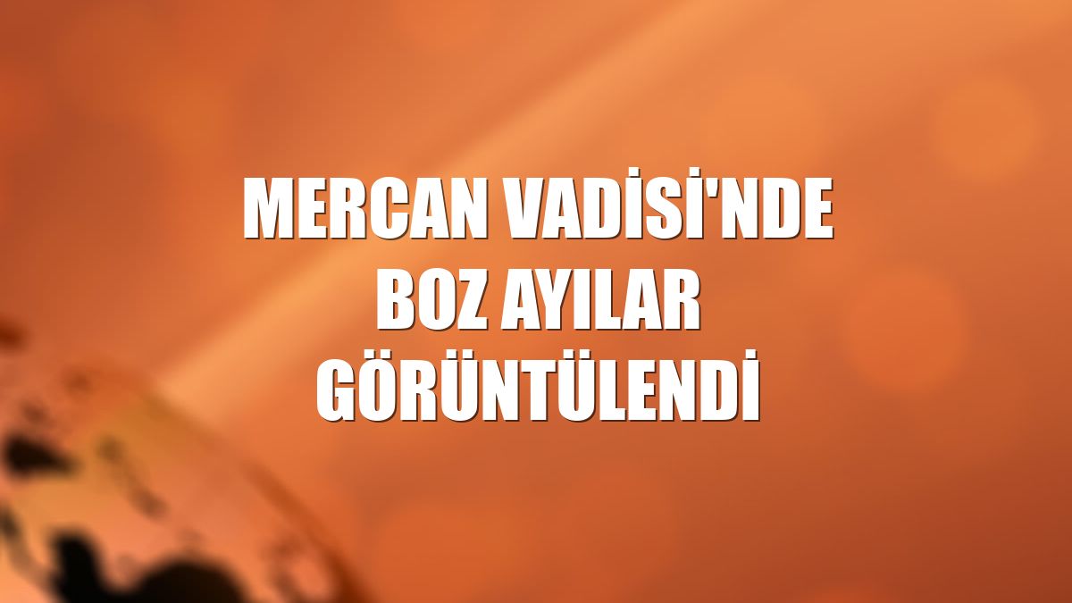Mercan Vadisi'nde boz ayılar görüntülendi