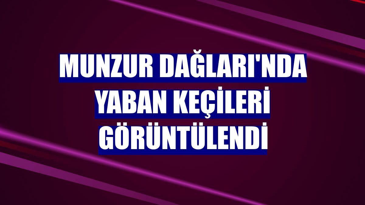 Munzur Dağları'nda yaban keçileri görüntülendi