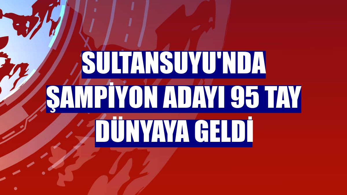 Sultansuyu'nda şampiyon adayı 95 tay dünyaya geldi