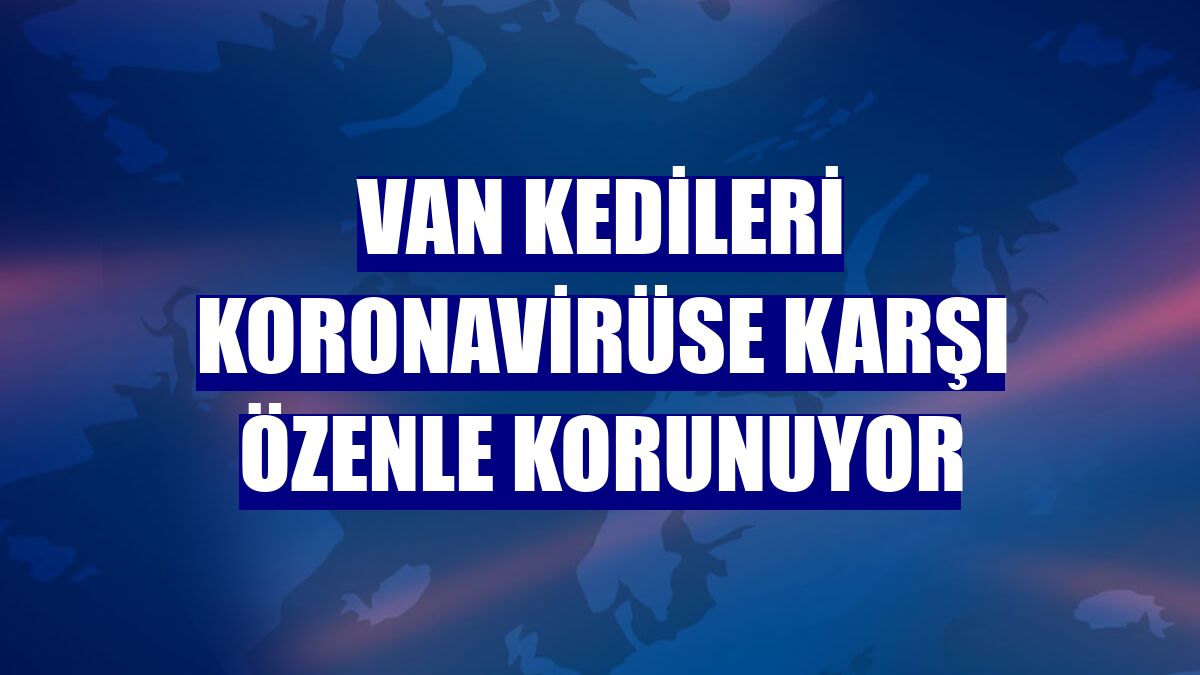 Van kedileri koronavirüse karşı özenle korunuyor