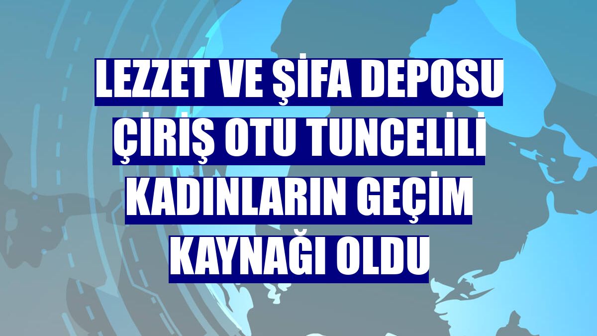 Lezzet ve şifa deposu çiriş otu Tuncelili kadınların geçim kaynağı oldu