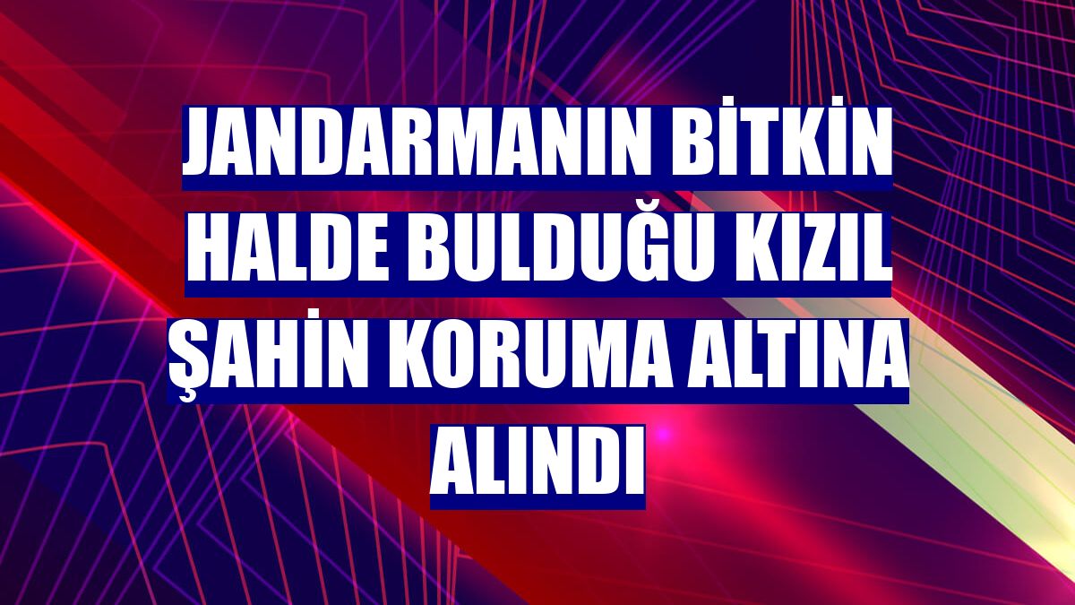Jandarmanın bitkin halde bulduğu kızıl şahin koruma altına alındı