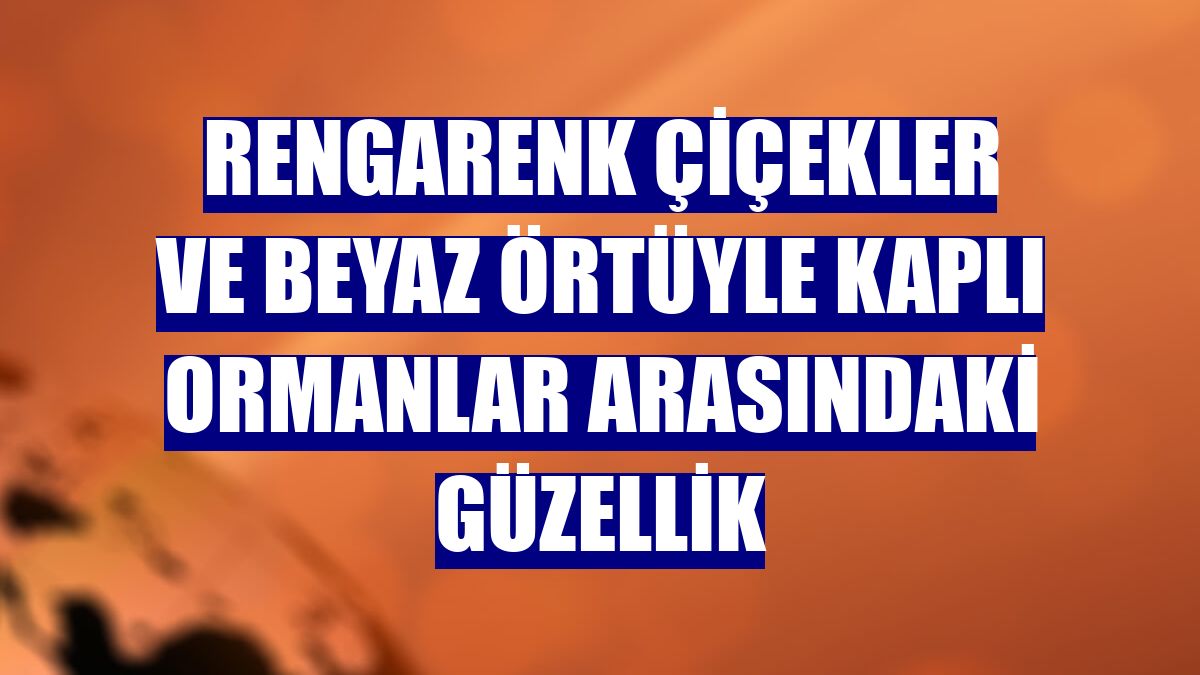 Rengarenk çiçekler ve beyaz örtüyle kaplı ormanlar arasındaki güzellik