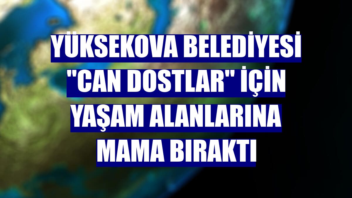 Yüksekova Belediyesi "can dostlar" için yaşam alanlarına mama bıraktı