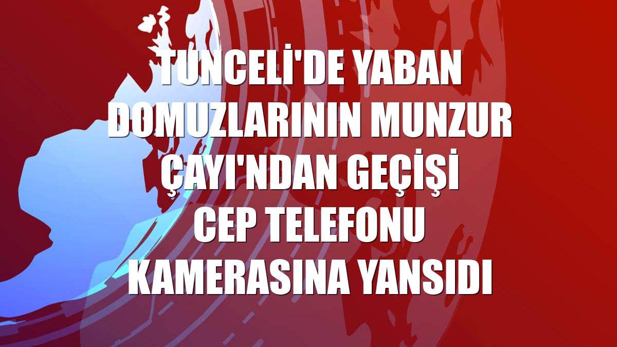 Tunceli'de yaban domuzlarının Munzur Çayı'ndan geçişi cep telefonu kamerasına yansıdı