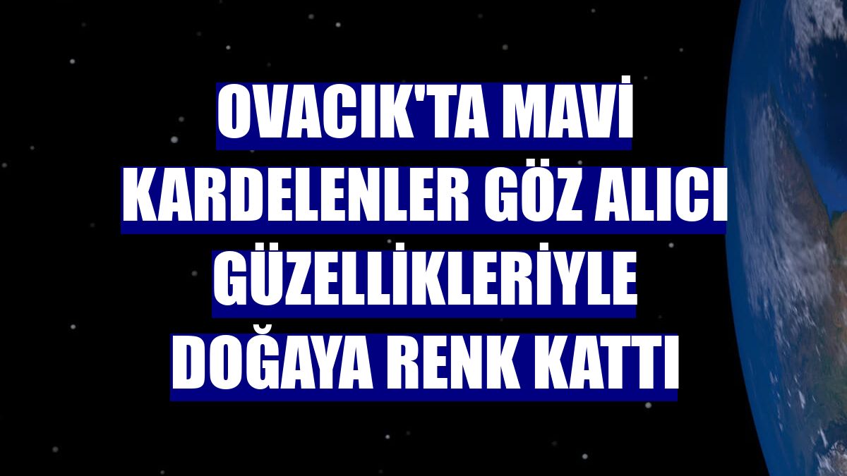 Ovacık'ta mavi kardelenler göz alıcı güzellikleriyle doğaya renk kattı