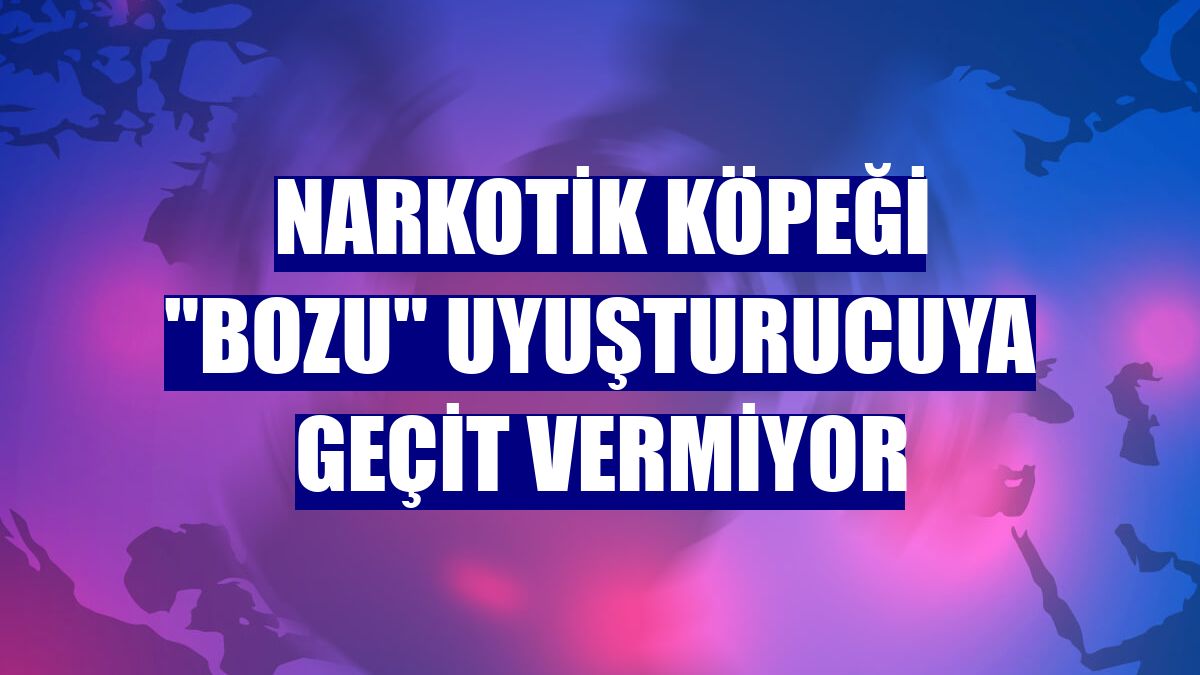 Narkotik köpeği "Bozu" uyuşturucuya geçit vermiyor