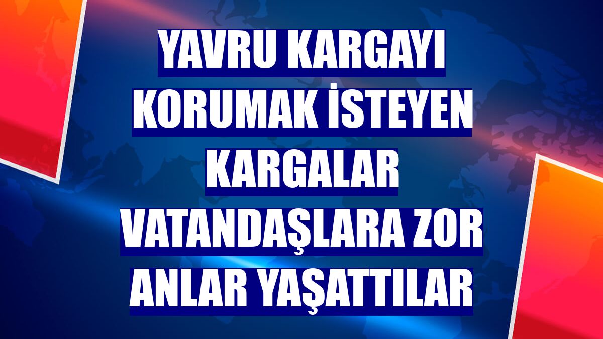 Yavru kargayı korumak isteyen kargalar vatandaşlara zor anlar yaşattılar