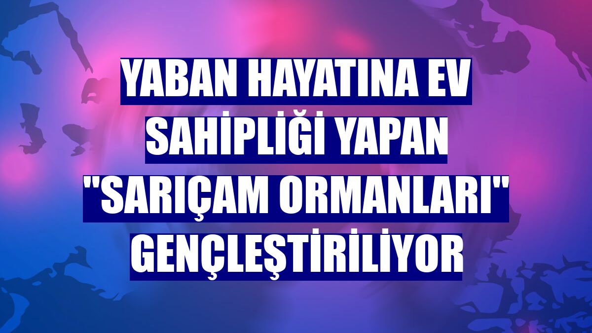 Yaban hayatına ev sahipliği yapan "sarıçam ormanları" gençleştiriliyor
