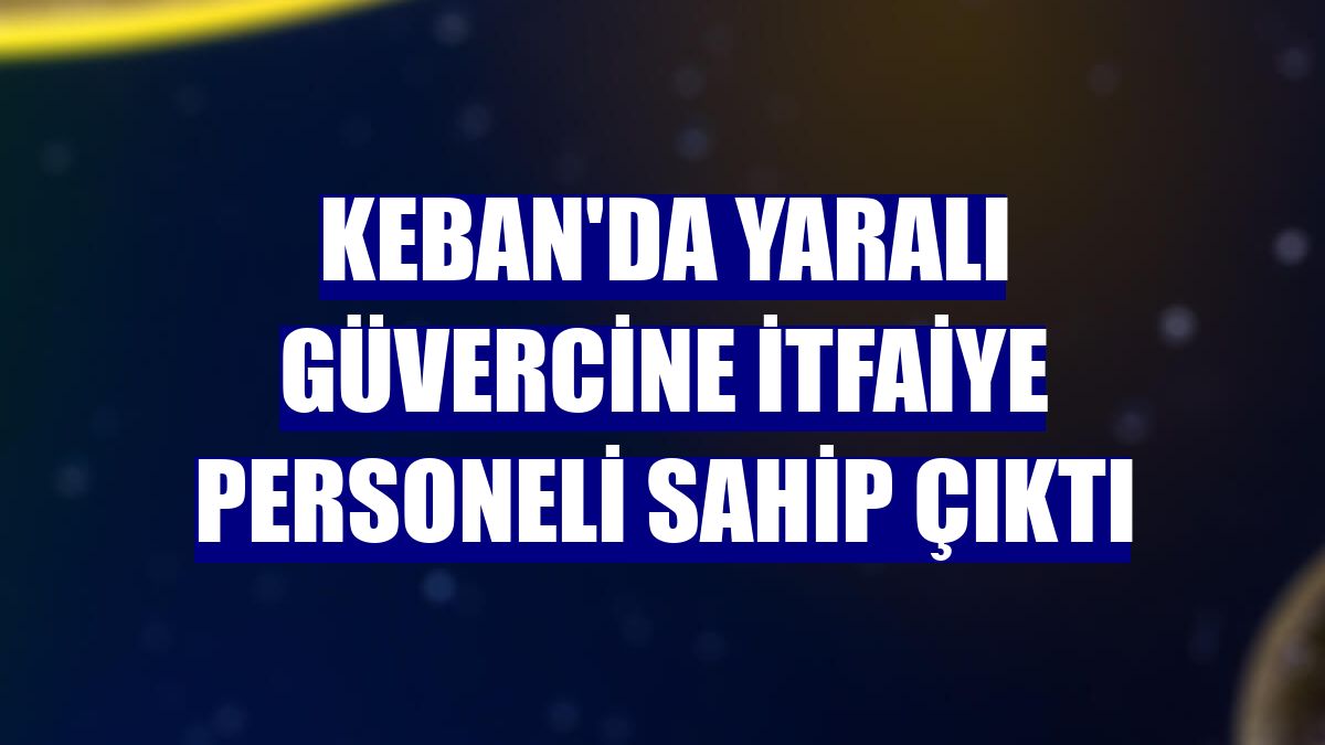 Keban'da yaralı güvercine itfaiye personeli sahip çıktı