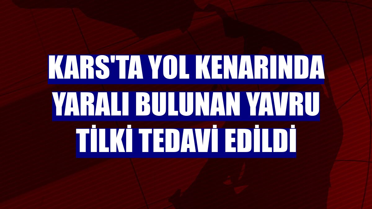 Kars'ta yol kenarında yaralı bulunan yavru tilki tedavi edildi