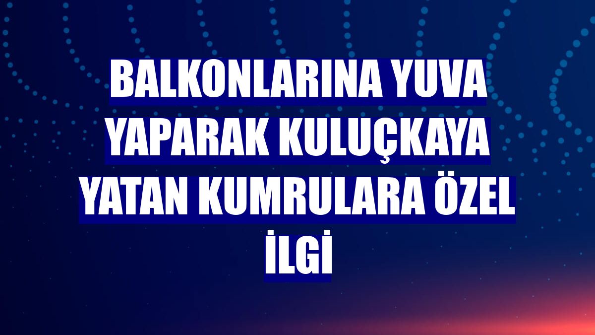 Balkonlarına yuva yaparak kuluçkaya yatan kumrulara özel ilgi