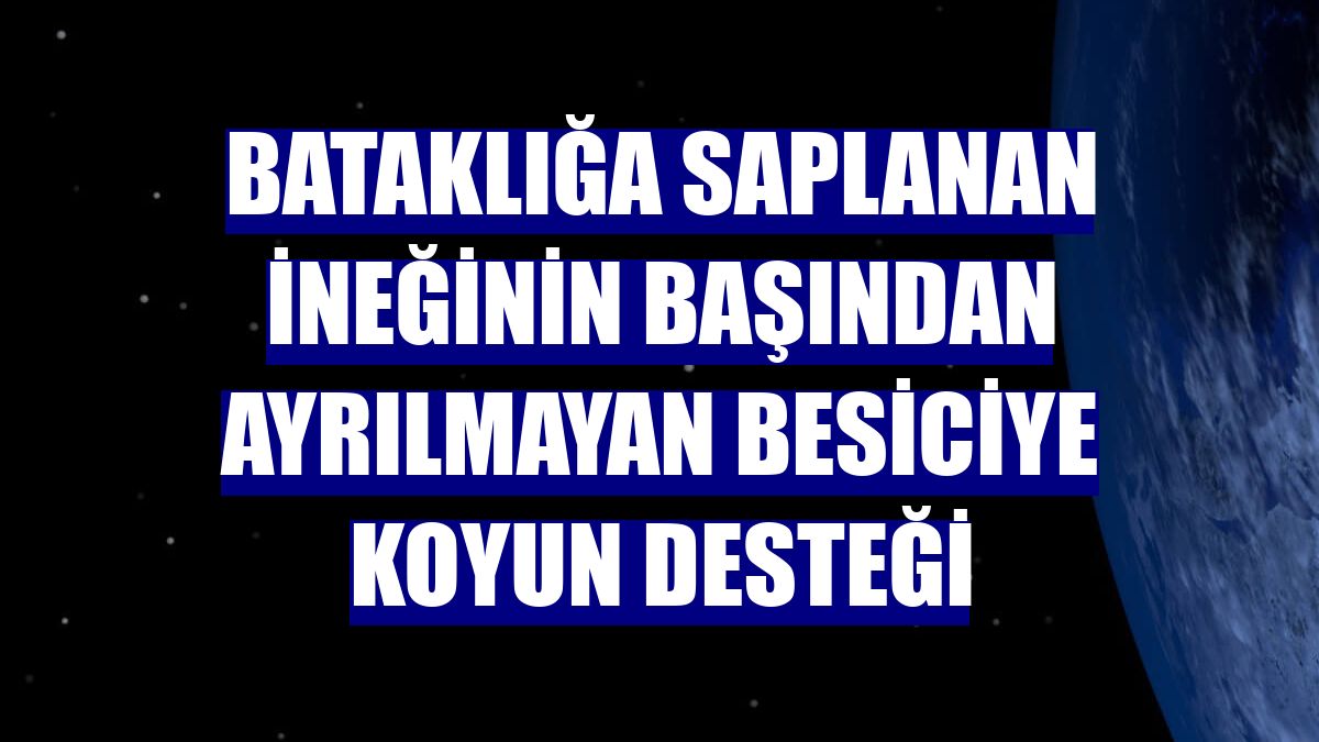 Bataklığa saplanan ineğinin başından ayrılmayan besiciye koyun desteği