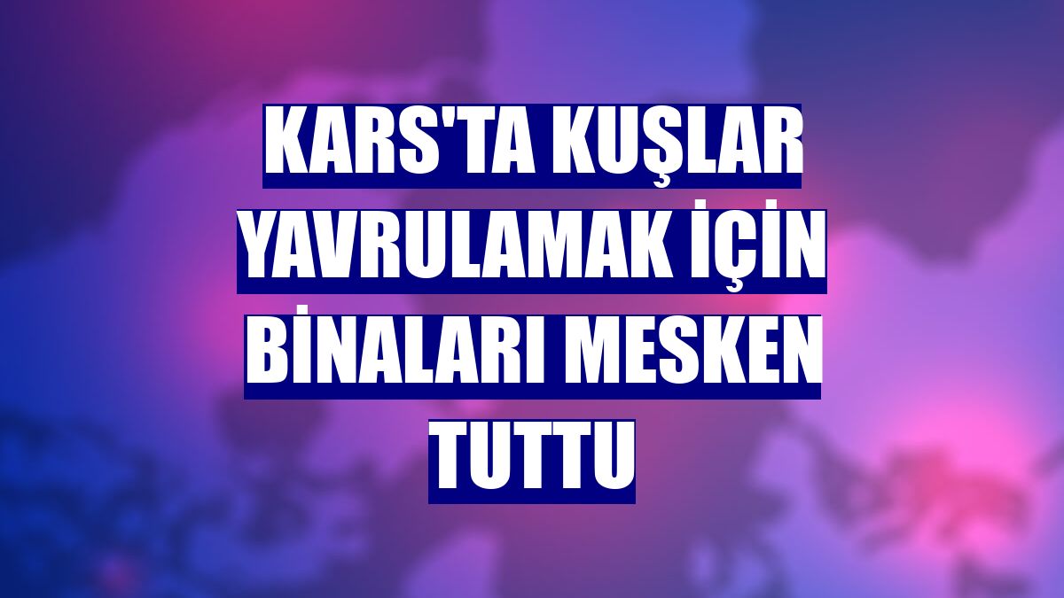Kars'ta kuşlar yavrulamak için binaları mesken tuttu