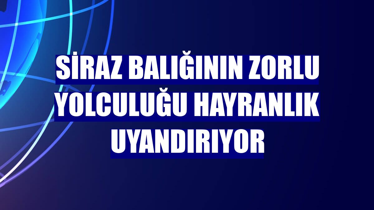 Siraz balığının zorlu yolculuğu hayranlık uyandırıyor