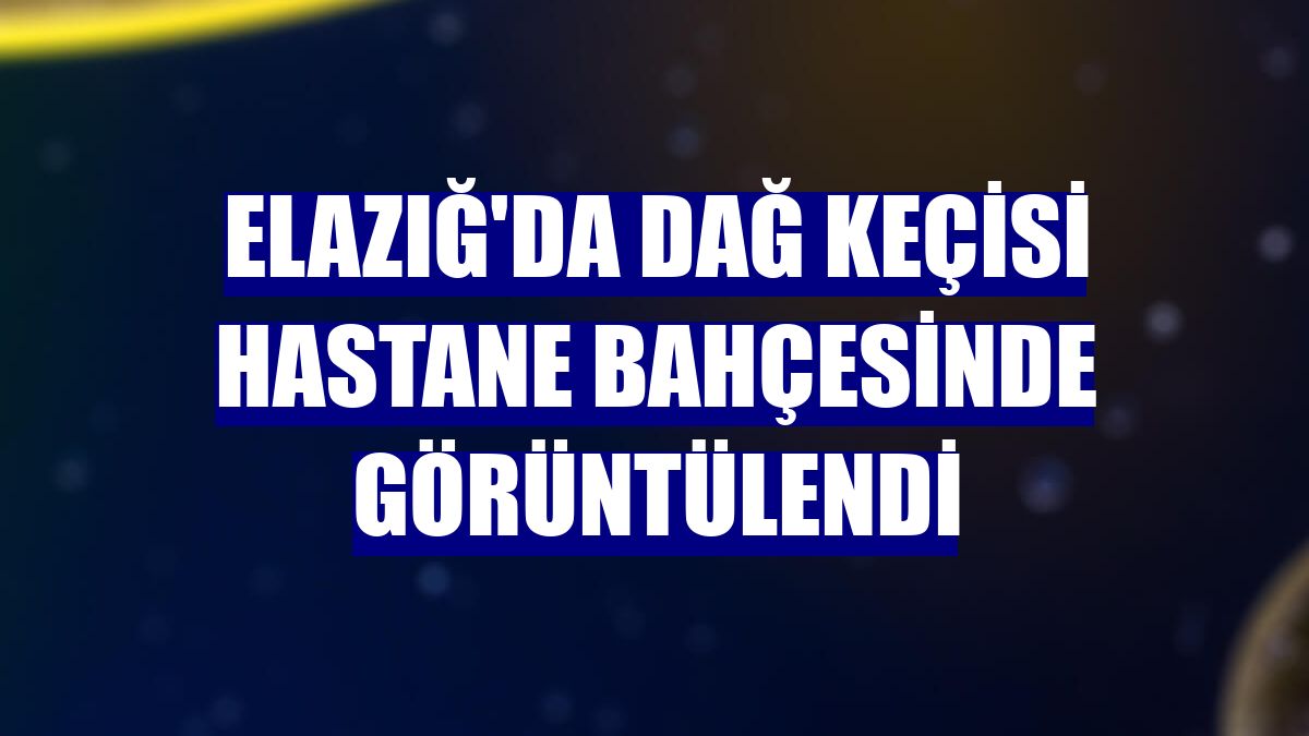 Elazığ'da dağ keçisi hastane bahçesinde görüntülendi