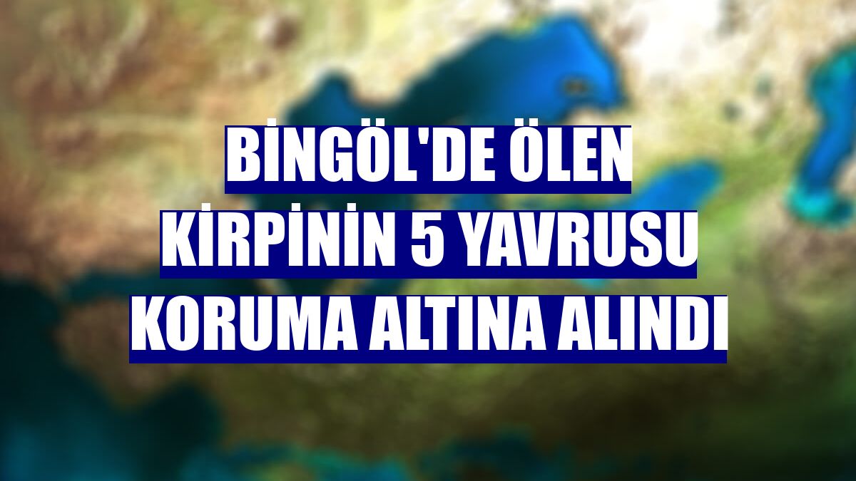Bingöl'de ölen kirpinin 5 yavrusu koruma altına alındı
