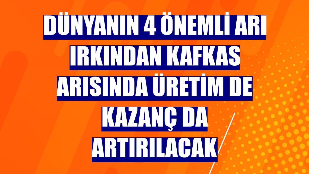Dünyanın 4 önemli arı ırkından Kafkas arısında üretim de kazanç da artırılacak