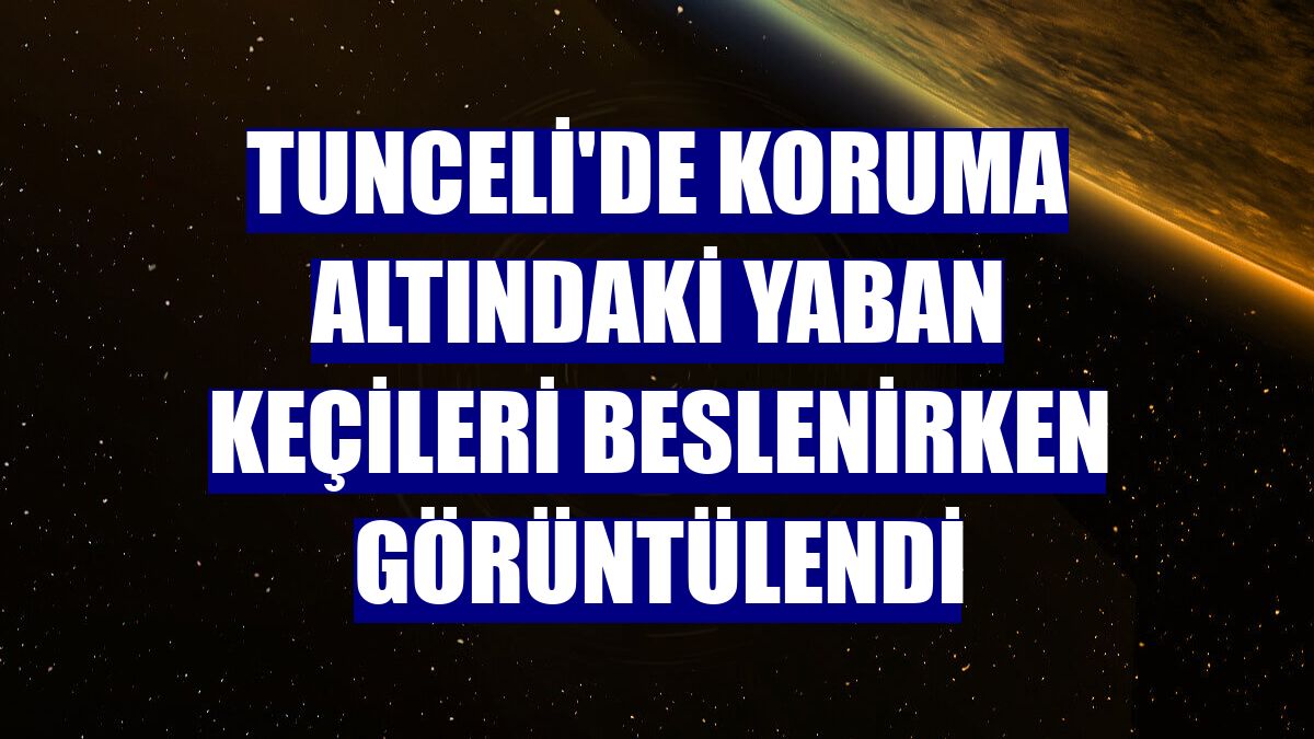 Tunceli'de koruma altındaki yaban keçileri beslenirken görüntülendi