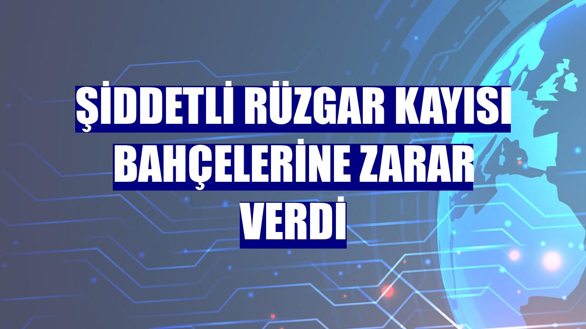 Şiddetli rüzgar kayısı bahçelerine zarar verdi