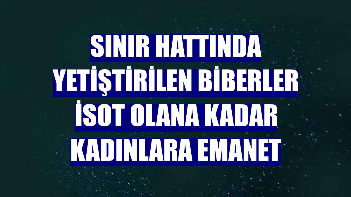 Sınır hattında yetiştirilen biberler isot olana kadar kadınlara emanet