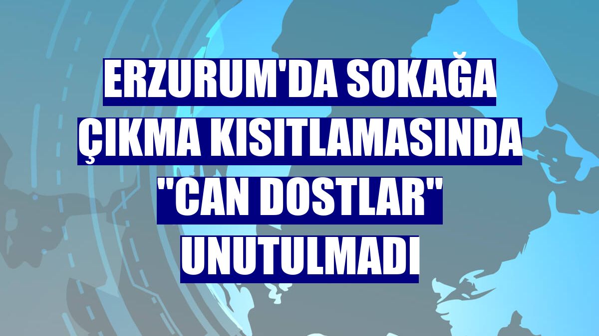 Erzurum'da sokağa çıkma kısıtlamasında "can dostlar" unutulmadı