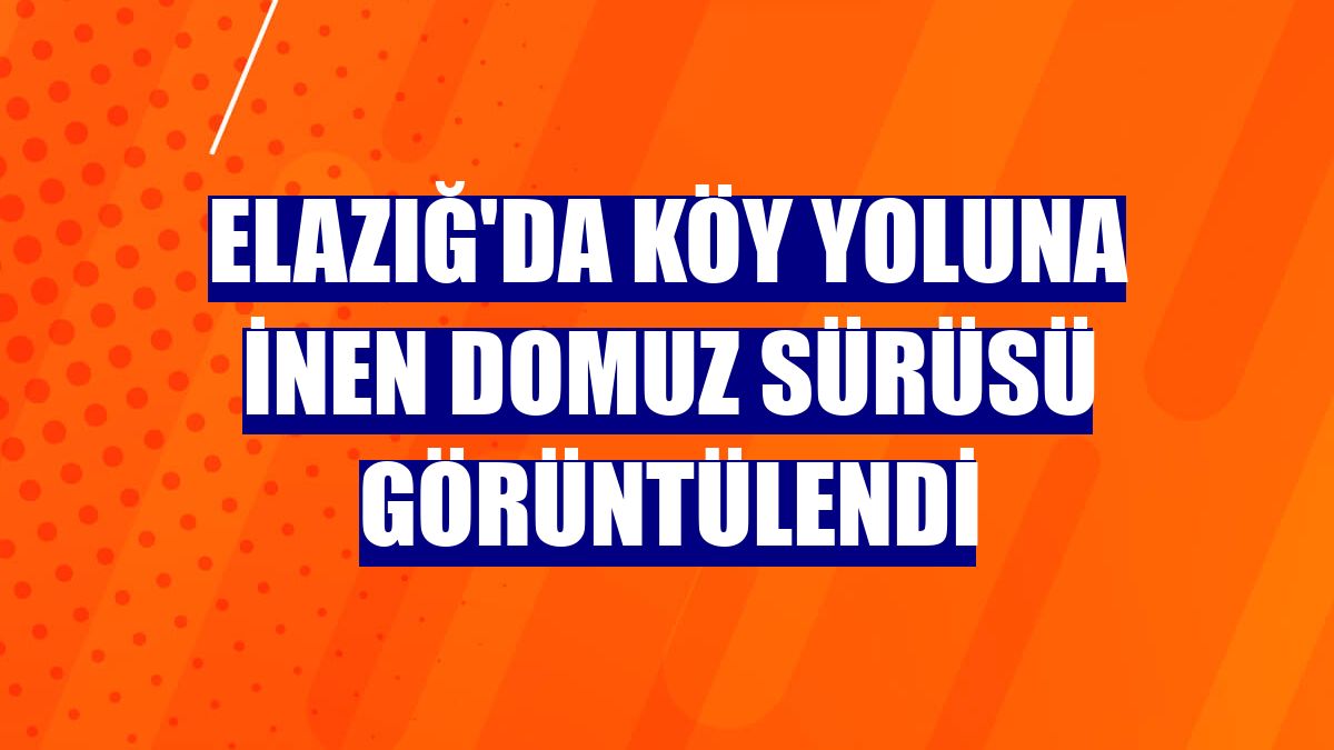 Elazığ'da köy yoluna inen domuz sürüsü görüntülendi