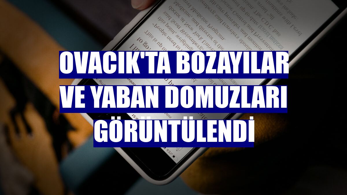 Ovacık'ta bozayılar ve yaban domuzları görüntülendi