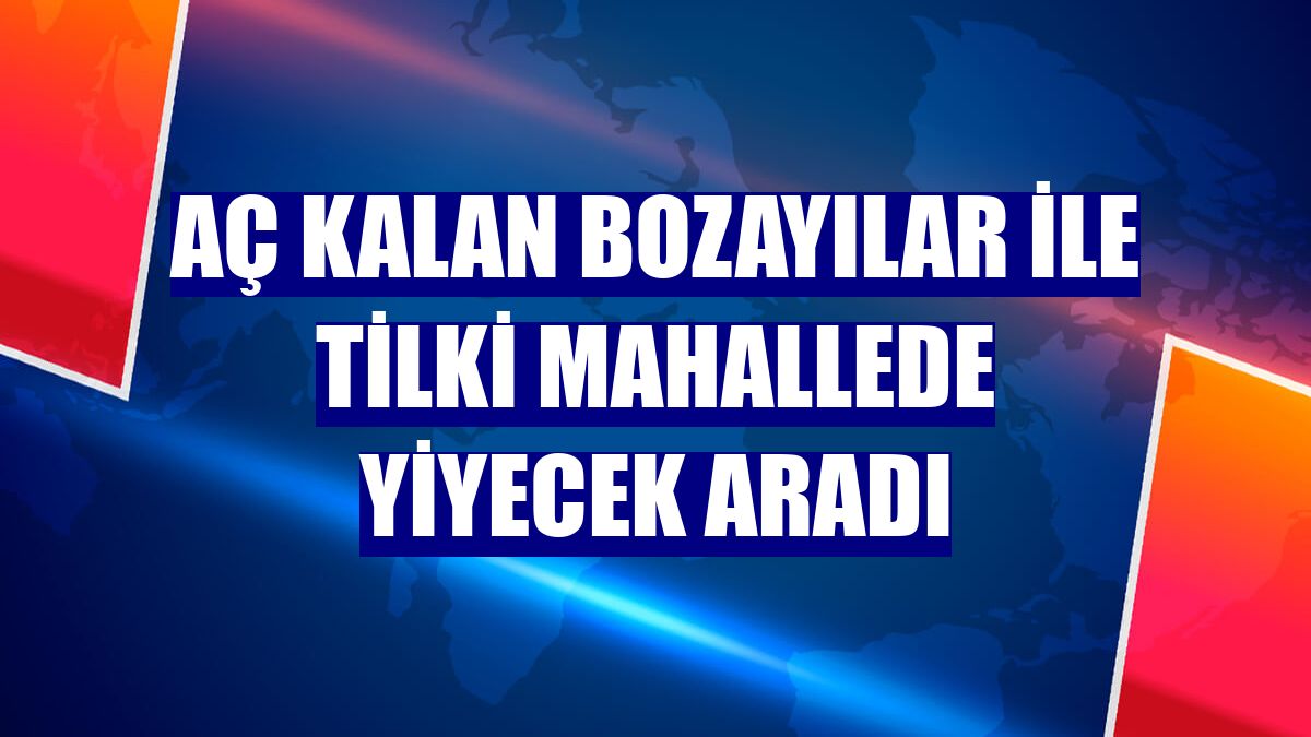 Aç kalan bozayılar ile tilki mahallede yiyecek aradı