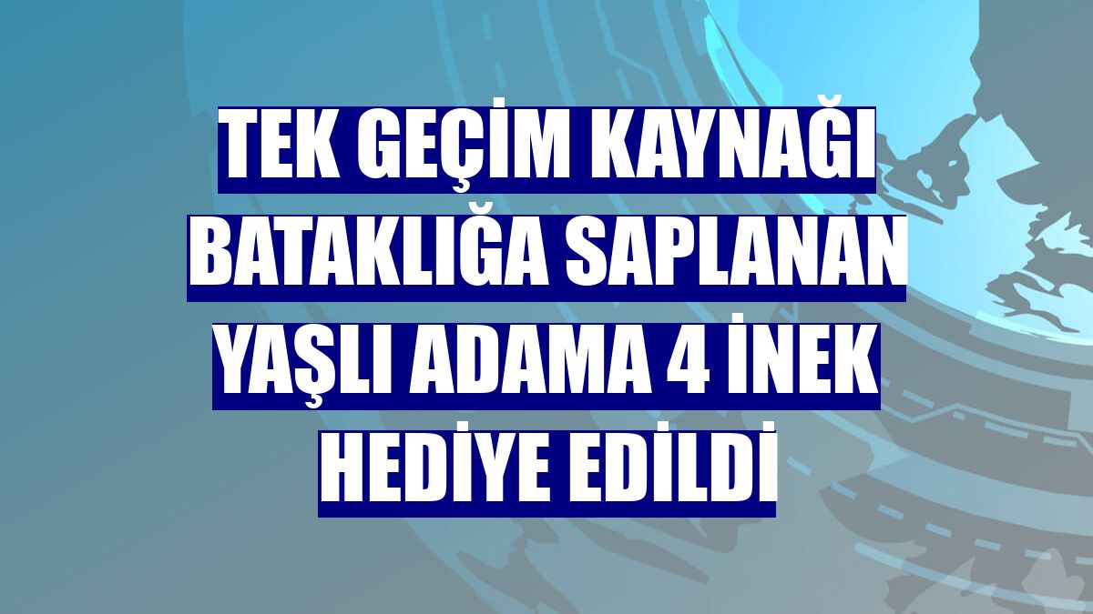 Tek geçim kaynağı bataklığa saplanan yaşlı adama 4 inek hediye edildi
