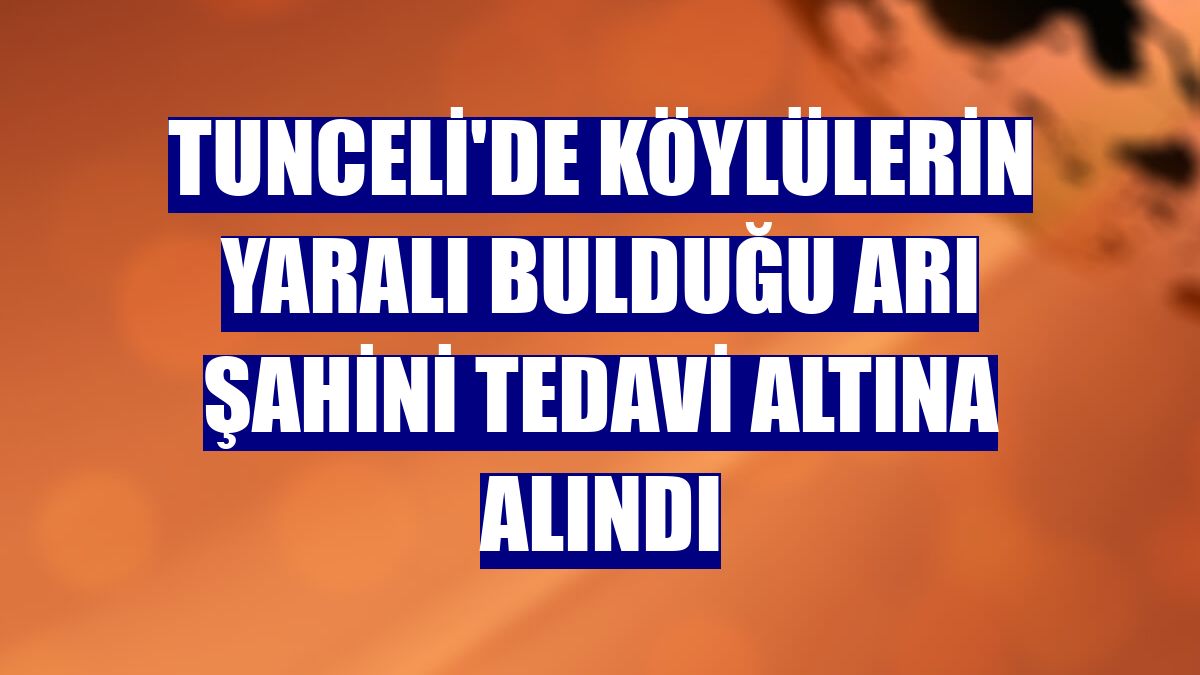 Tunceli'de köylülerin yaralı bulduğu arı şahini tedavi altına alındı