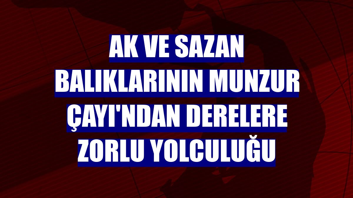 Ak ve sazan balıklarının Munzur Çayı'ndan derelere zorlu yolculuğu