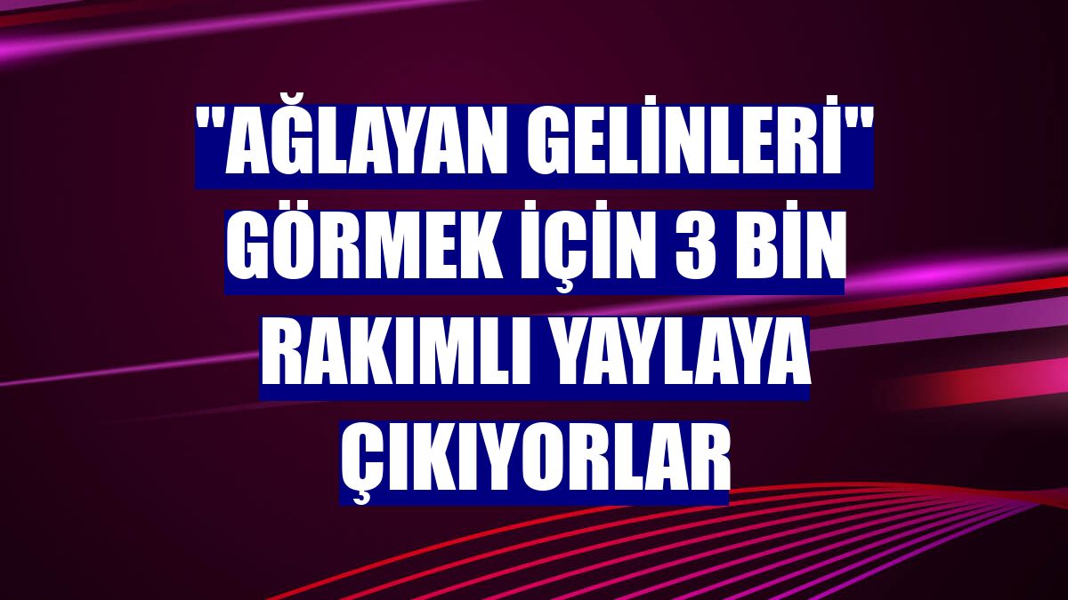 "Ağlayan gelinleri" görmek için 3 bin rakımlı yaylaya çıkıyorlar