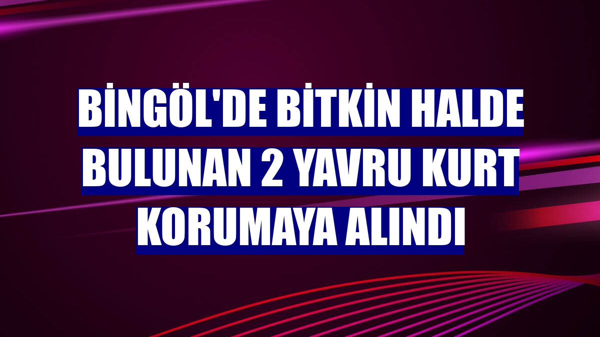 Bingöl'de bitkin halde bulunan 2 yavru kurt korumaya alındı