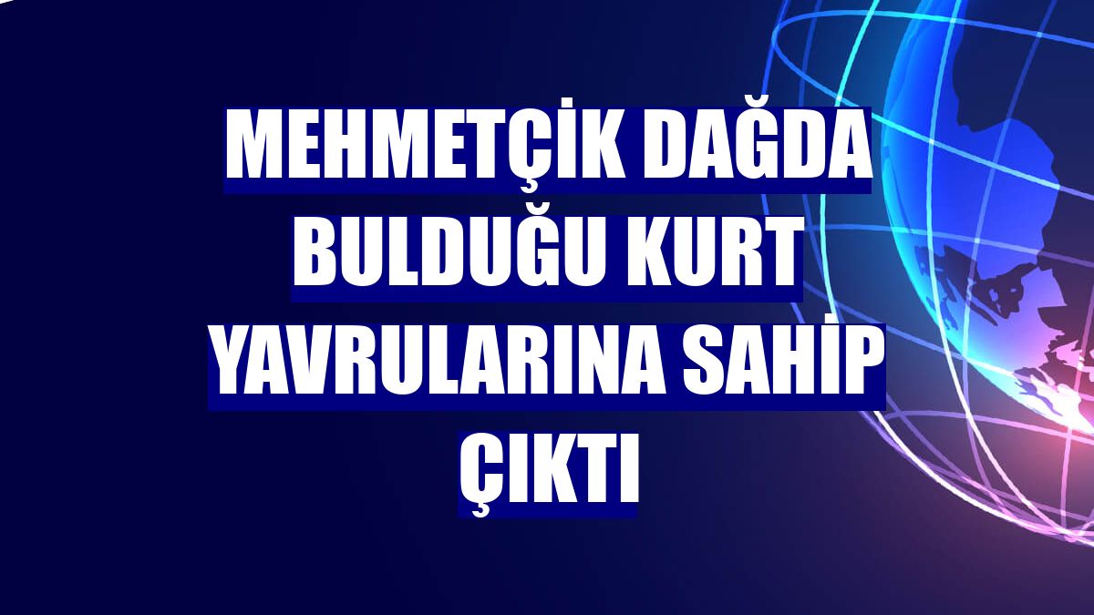 Mehmetçik dağda bulduğu kurt yavrularına sahip çıktı