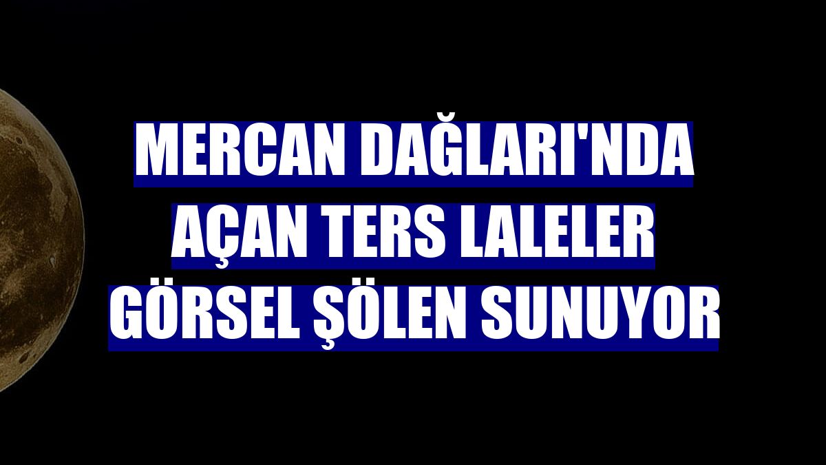 Mercan Dağları'nda açan ters laleler görsel şölen sunuyor